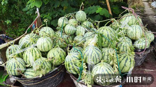 东北吃瓜网红是谁啊图片