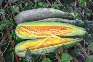 吃瓜小网红,揭秘娱乐圈幕后故事