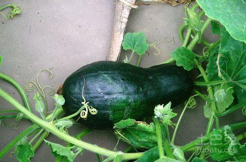 网红肖喆吃瓜图片大全,揭秘娱乐圈幕后故事