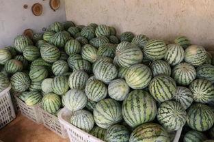 吃瓜网官网验证