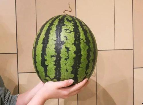 广州健身网红吃瓜,揭秘健身圈幕后风云