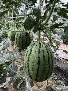 网红吃瓜最新进展如何,真相大白，反转再反转