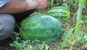 阜新吃瓜事件网红叫什么 第1张 阜新吃瓜事件网红叫什么 第1张