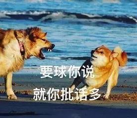 狗仔吃瓜网,娱乐圈幕后真相大曝光！