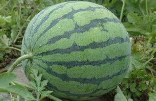 长春市网红吃瓜事件,揭秘网络舆论的风暴与真相  第3张