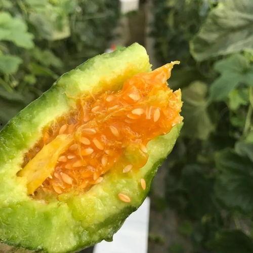 网红爆料吃瓜头像高清 第3张 网红爆料吃瓜头像高清 第3张