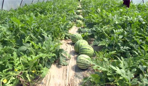 陇南网红吃瓜最新事件,揭秘背后真相与网络舆论风暴