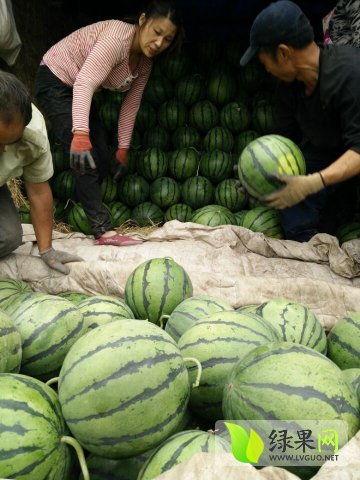 陇南网红吃瓜最新事件,揭秘背后真相与网络舆论风暴