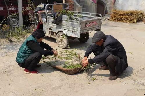 回老家妈妈吃瓜网,揭秘乡村生活趣味瞬间