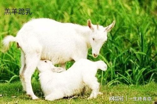 百万网红小羊吃瓜,揭秘娱乐圈幕后风云  第1张