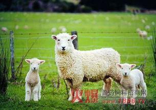 百万网红小羊吃瓜,揭秘娱乐圈幕后风云  第2张