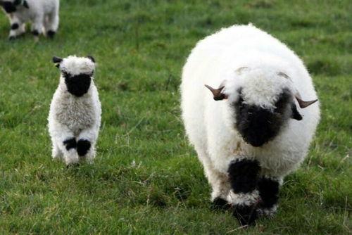 百万网红小羊吃瓜,揭秘娱乐圈幕后风云  第3张