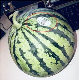 qq网红吃瓜,揭秘网红吃瓜背后的真相与争议  第2张