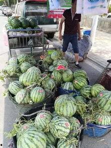 商洛网红吃瓜事件 第1张 商洛网红吃瓜事件 第1张