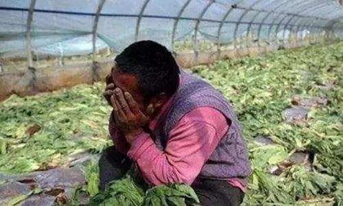 商洛网红吃瓜事件 第3张 商洛网红吃瓜事件 第3张