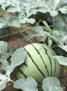 网红警花吃瓜,网络走红引发热议  第3张