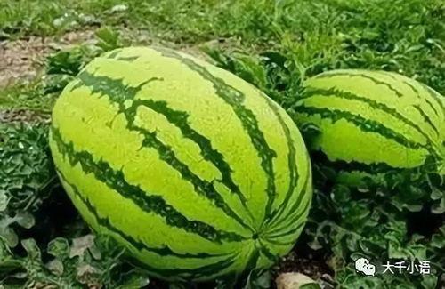 恒美吃瓜大赛官网入口,一网打尽年度热门瓜料，尽享狂欢盛宴  第2张