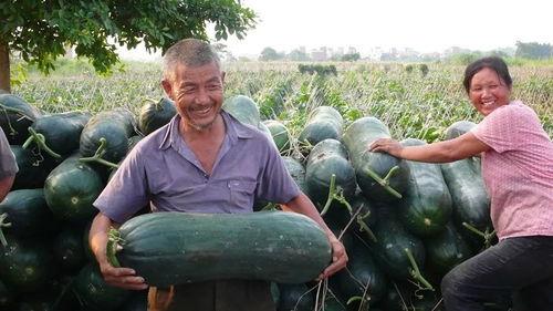 恒美吃瓜大赛官网入口,一网打尽年度热门瓜料，尽享狂欢盛宴  第3张