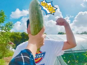 网红瓜瓜吃瓜故事,揭秘网红圈的那些事儿