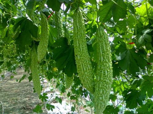 吃瓜料网地址怎么发,追踪热点背后的故事