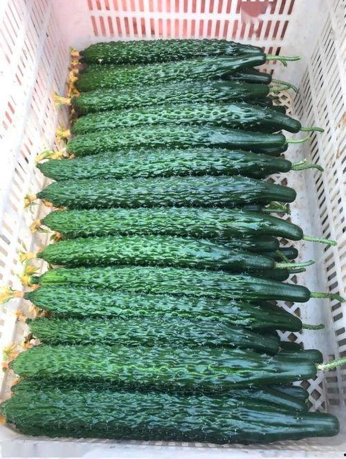 黑亮吃瓜网,揭秘娱乐圈幕后故事，带你领略明星真实生活  第2张