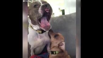 网红狗哥爆料吃瓜事件,揭秘娱乐圈吃瓜大事件！