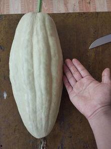 吃瓜网有毒么,真相与风险并存