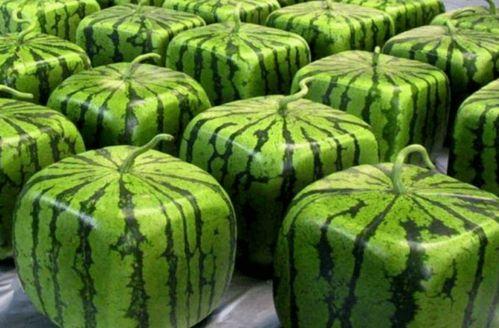 吃瓜网服务器在哪里,服务器布局与全球影响力解析