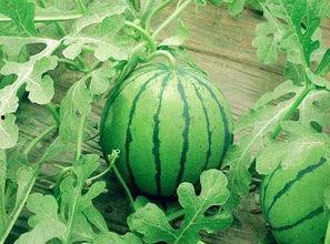 新疆小网红吃瓜视频下载