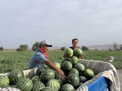 石家庄南乐乡网红吃瓜