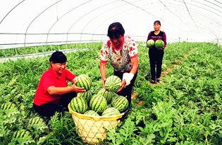 石家庄南乐乡网红吃瓜