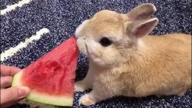 网红兔子吃瓜,揭秘娱乐圈幕后真相