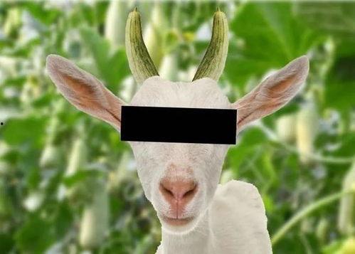 网红驯鹿吃瓜是真的吗视频,真相揭秘