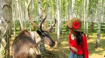 网红驯鹿吃瓜是真的吗视频,真相揭秘