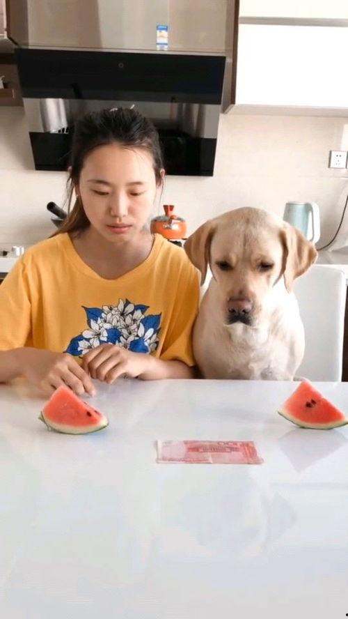 818吃瓜网西瓜视频,揭秘娱乐圈幕后故事