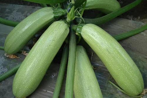 网红吃葫芦瓜视频大全集