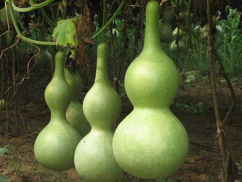 网红吃葫芦瓜视频大全集