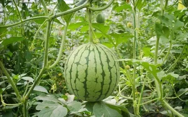 张露文抓哥瓜吃瓜网,揭秘吃瓜网背后的娱乐风云