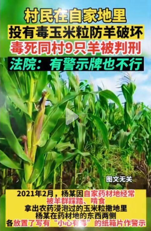 51吃瓜在线官网入口,带你畅游吃瓜盛宴