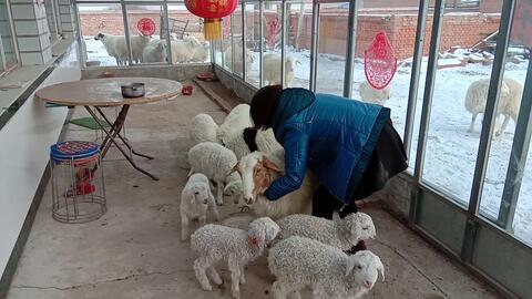 网红小羊没烦恼吃瓜,揭秘吃瓜界的清新力量