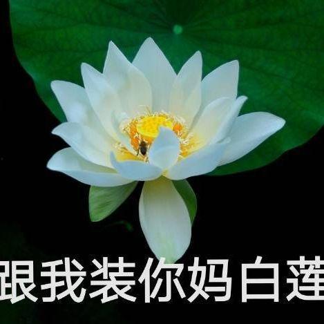 网红吃瓜头像插画图,揭秘网络红人的趣味生活瞬间