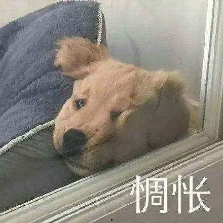 网红吃瓜吵架视频,一场网络舆论的狂欢与争议