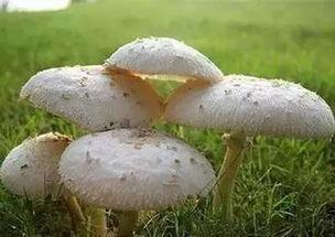 17c黑蘑菇吃瓜官网