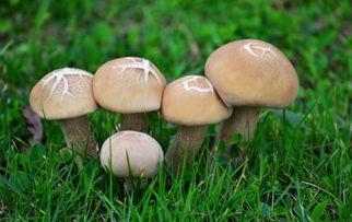 17c黑蘑菇吃瓜官网