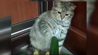 网红小猫吃瓜视频,萌态百出引网友热议