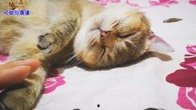 网红小猫吃瓜视频,萌态百出引网友热议