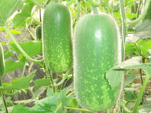 网红动感吃瓜图片高清,高清画面引爆视觉盛宴