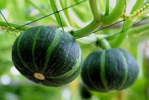 网红动感吃瓜图片高清,高清画面引爆视觉盛宴