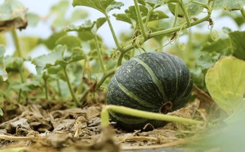 徽县网红大宝吃瓜事件,揭秘网络舆论的风暴与真相