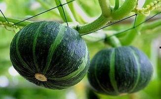 徽县网红大宝吃瓜事件,揭秘网络舆论的风暴与真相